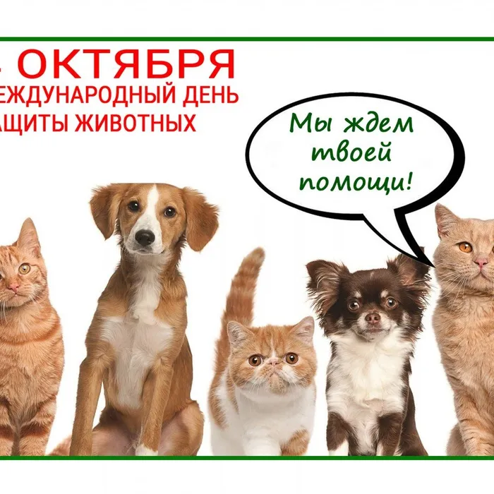 4 октября - Всемирный день защиты животных