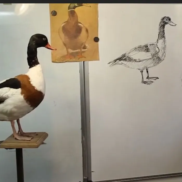 Учимся рисовать утку