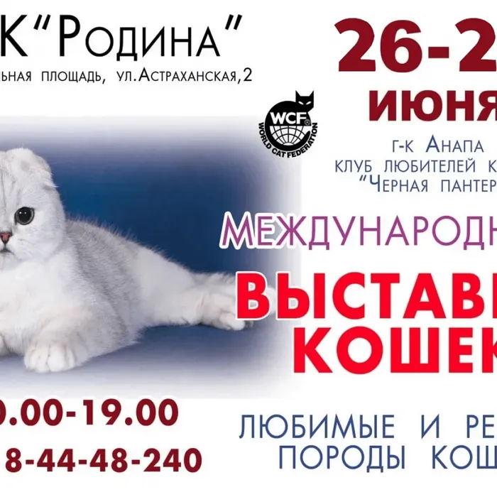Выставка кошек