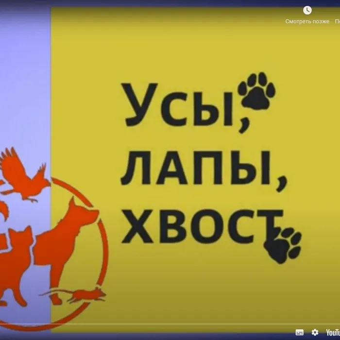 ВОСКРЕСНЫЙ ЛИТЕРАТУРНО-АНИМАЦИОННЫЙ ПРОЕКТ  НЛХТО «ПАРУС» «УСЫ, ЛАПЫ, ХВОСТ»